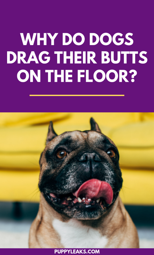 Why Do Dogs Drag Their Butts on the Floor?