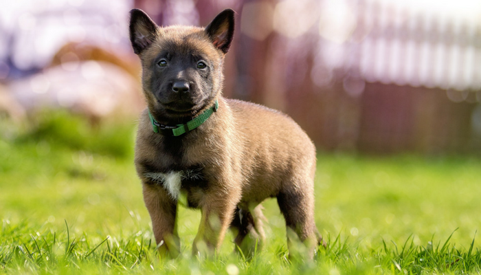 Fun and Easy Training Games For Puppies