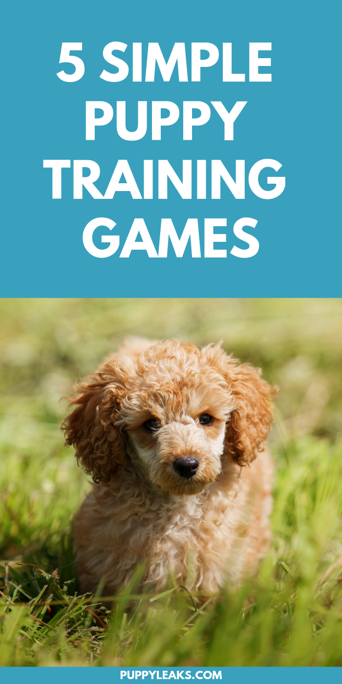 5 Easy Puppy Training Games