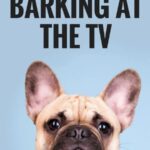 How I Stopped My Canine From Barking on the TV