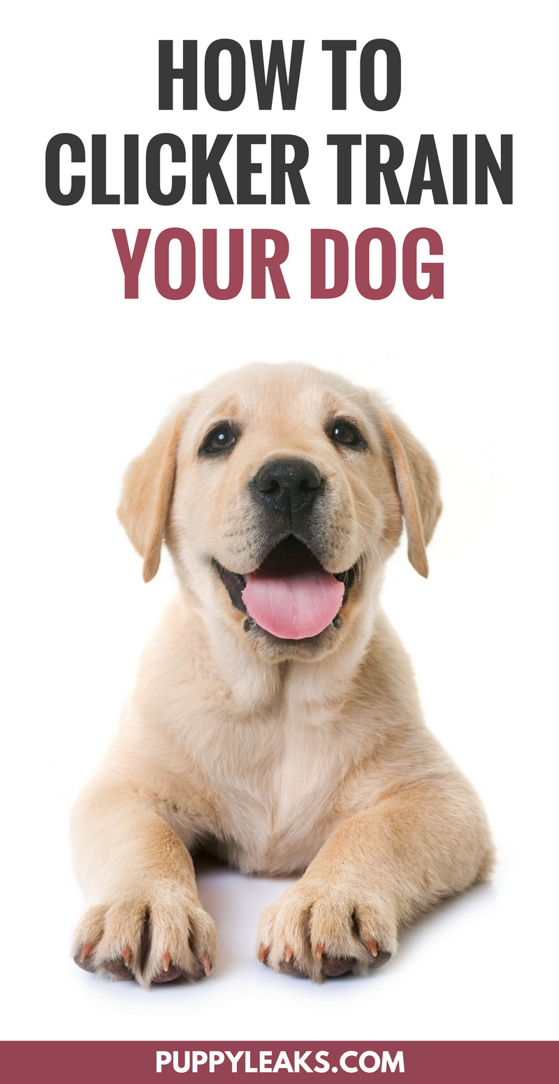 How to Clicker Train Your Dog. How to get started with clicker training your new dog.