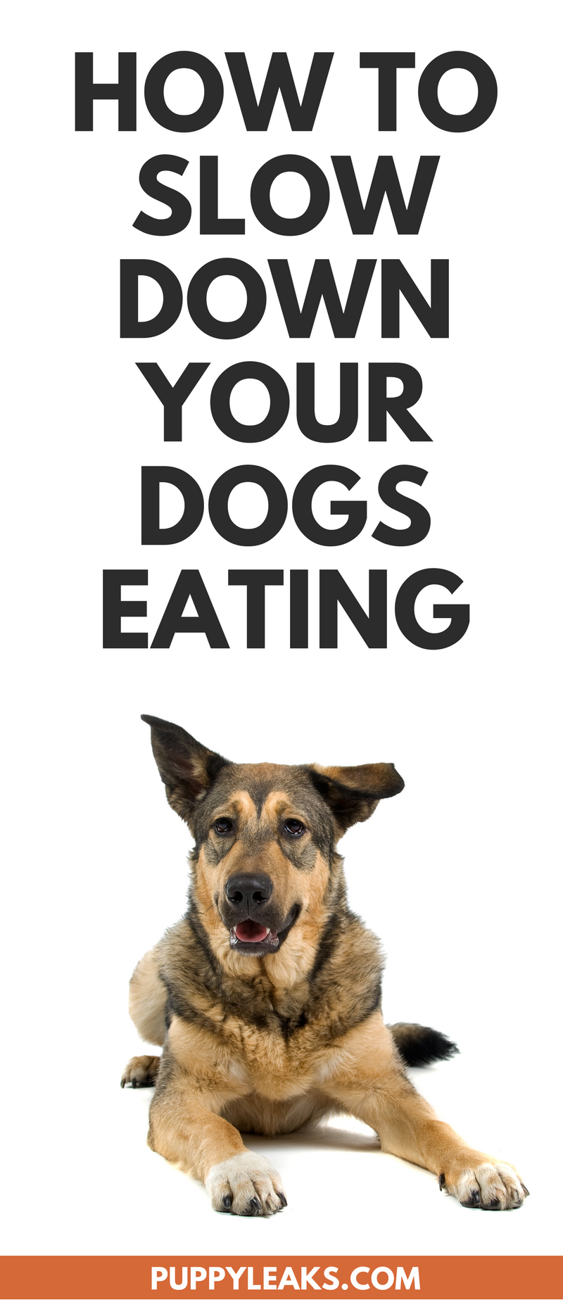 How to Slow Down Your Dog's Eating