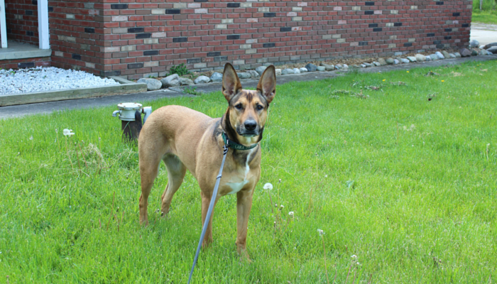 retractable leashes