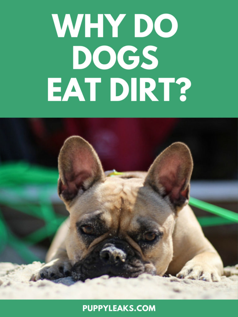 Why do dogs eat dirt?