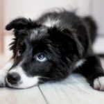 The Significance of Enforced Naps for Puppies