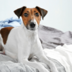 Examine Finds Girls Sleep Higher With a Canine By Their Facet