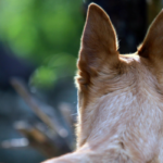 The Science Behind How Canines Discover Their Means Dwelling