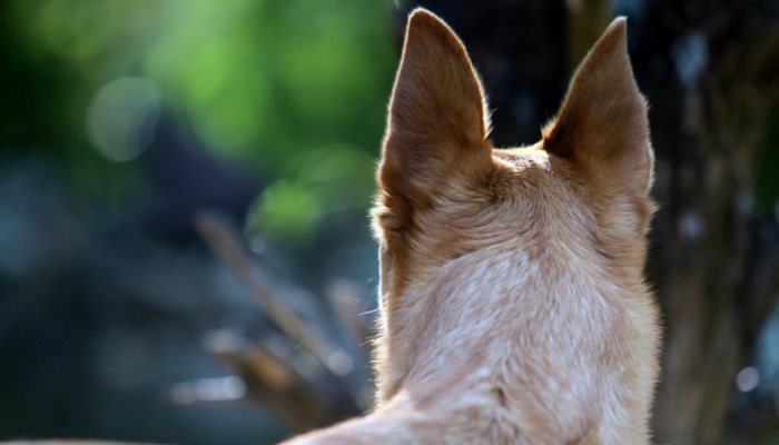 The Science Behind How Canines Discover Their Means Dwelling