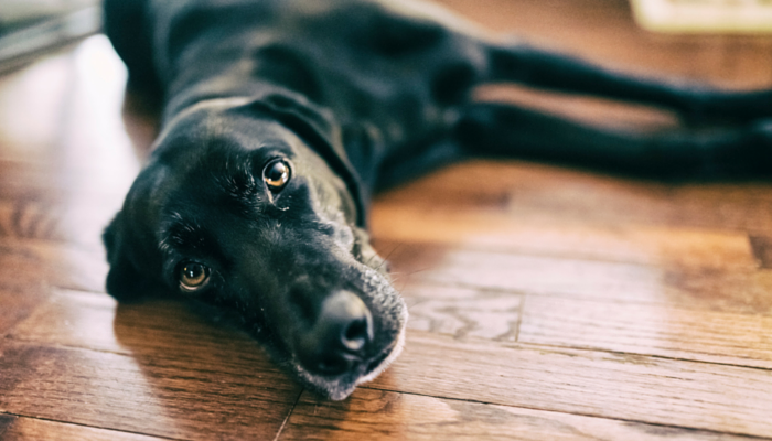 Why Do Canine Drag Their Butts on the Floor?