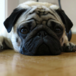 3 Causes Why Fleas Are So Arduous To Get Rid Of