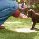 Easy methods to Get Began With Clicker Coaching Your Canine