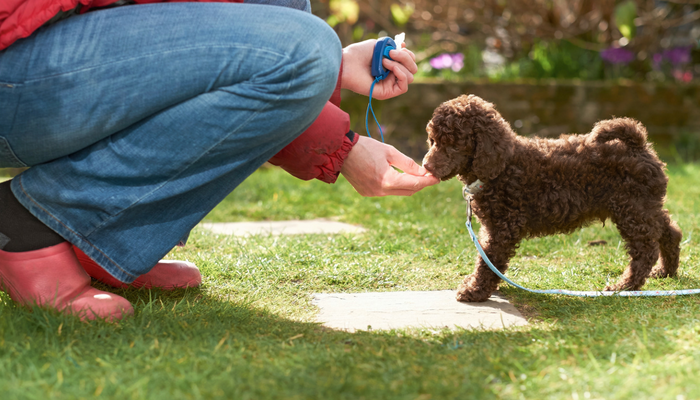 Easy methods to Get Began With Clicker Coaching Your Canine