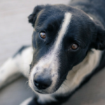 5 Myths About Managing Separation Anxiousness in Canine