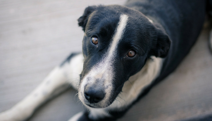 5 Myths About Managing Separation Anxiousness in Canine