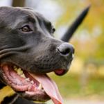 Why Do Canines Take So Lengthy to Poop?