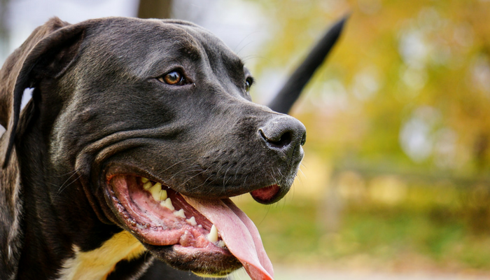 Why Do Canines Take So Lengthy to Poop?