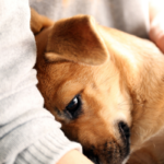 Why Do Canine Prefer to Cuddle?