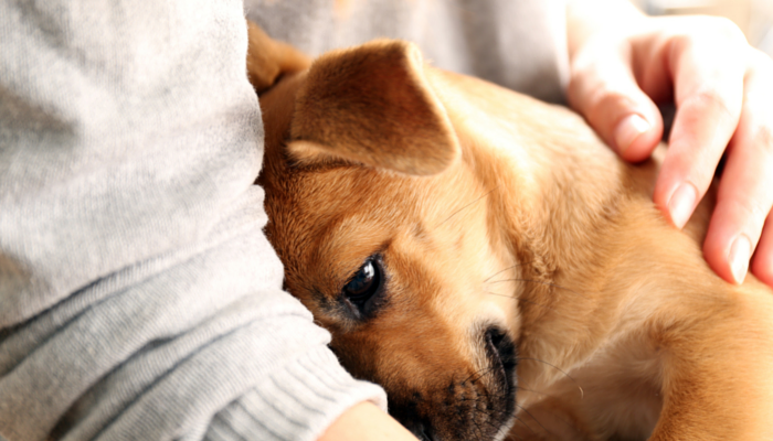 Why Do Canine Prefer to Cuddle?