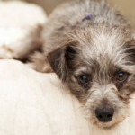 10 Strategies to Help Protect Your Arthritic Canine Comfortable