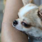 Research Finds Canines Cut back Stress in Households With Autistic Kids