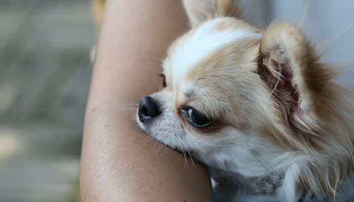 Research Finds Canines Cut back Stress in Households With Autistic Kids