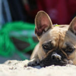 Why Do Canine Eat Dust?