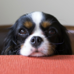 Why Do Canine Get Eye Boogers?