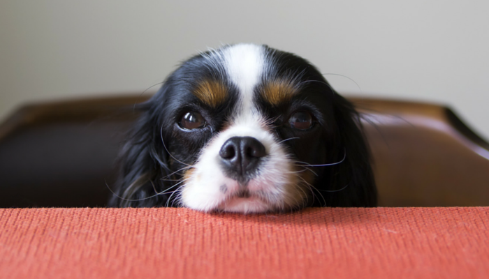 Why Do Canine Get Eye Boogers?