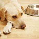 Why Do Canines Guard Their Meals?