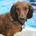 Analysis Uncover Swimming Improves Mobility in Canines