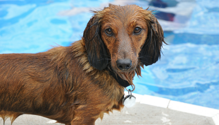 Analysis Uncover Swimming Improves Mobility in Canines