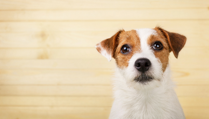 Why Do Canine Drink From the Bathroom?