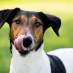 How you can Preserve Your Canine From Licking Their Wounds