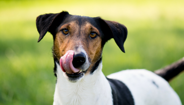 How you can Preserve Your Canine From Licking Their Wounds