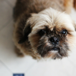 Why Do Canine Lick Their Wounds?
