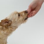 7 Suggestions For Getting Your Canine To Take Their Drugs