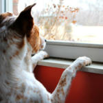 5 Ideas for Managing Canine Separation Anxiousness