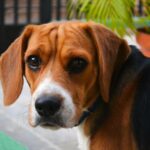 Why Does My Canine Nibble Me?