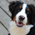 Examine Finds Canine Favor To Earn Treats