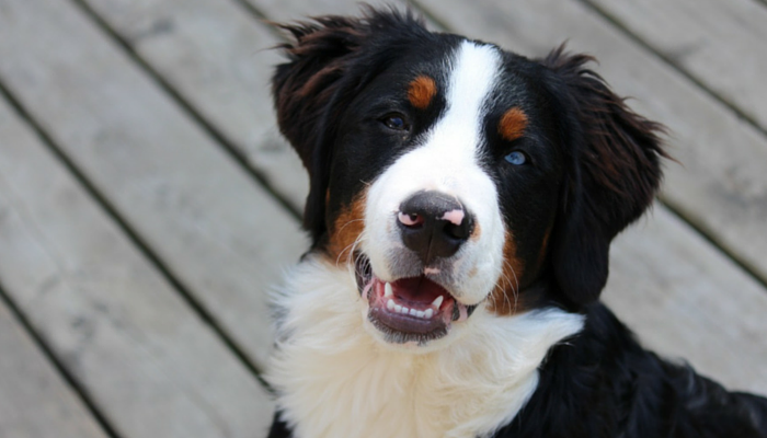 Examine Finds Canine Favor To Earn Treats