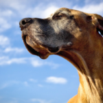 Analysis Proves That You Can Educate Your Outdated Canine New Methods