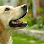 Is Your Canine Sneaky? Examine Finds Canines Use Deception on People