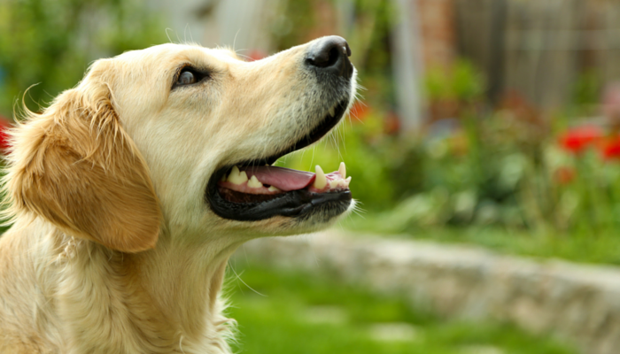 Is Your Canine Sneaky? Examine Finds Canines Use Deception on People