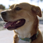 Do Canines Have Their Personal Poop Compass?