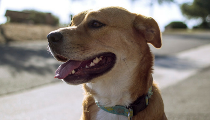 Do Canines Have Their Personal Poop Compass?