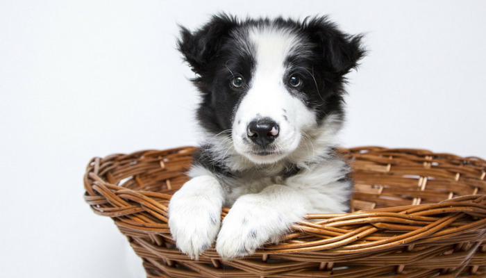 How Lengthy Does It Take to Potty Prepare a Pet?