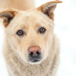 10 Cool Points Science Taught Us About Canine in 2016