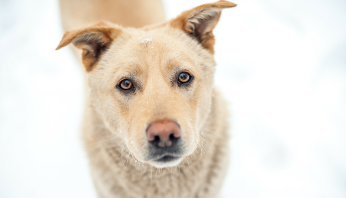 10 Cool Points Science Taught Us About Canine in 2016