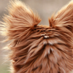 3 Issues To not Say After Somebody Loses Their Canine
