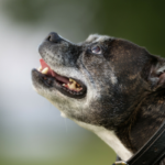 10 Suggestions For Exercising a Senior Canine